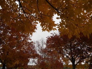 shades of gold and red for blog